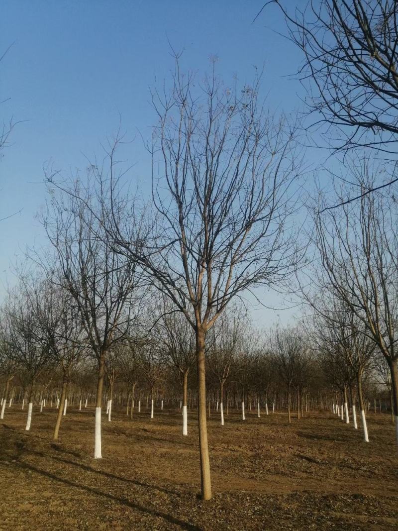 山东国槐国槐树量大12公分