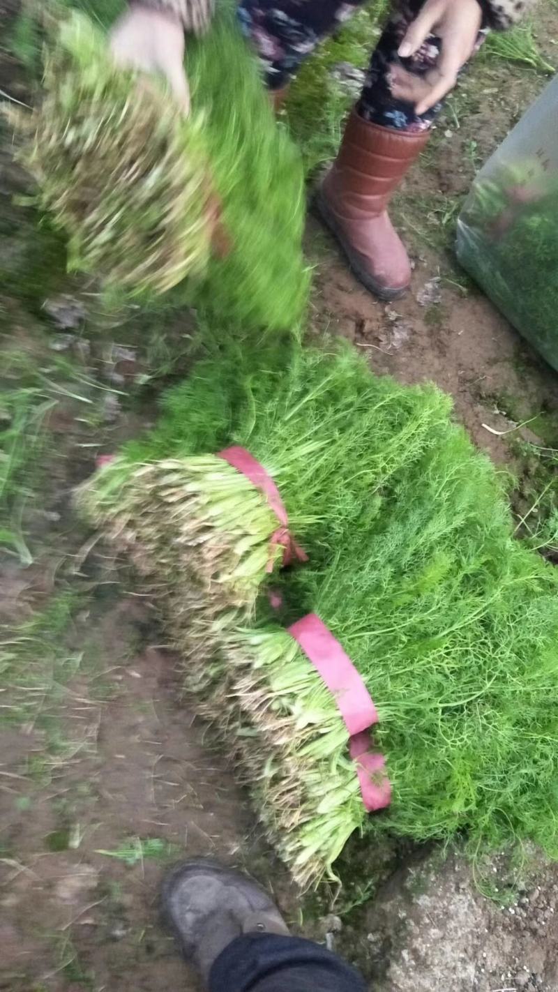 河北省邢台市柏乡县内步乡大汪茴香大量上市精品茴香