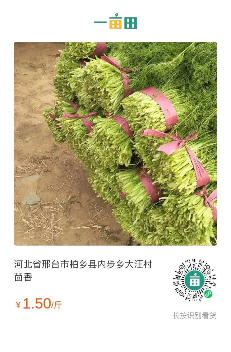 茴香苗河北省邢台市蔬菜精品大量优质茴香苗上市价格便宜