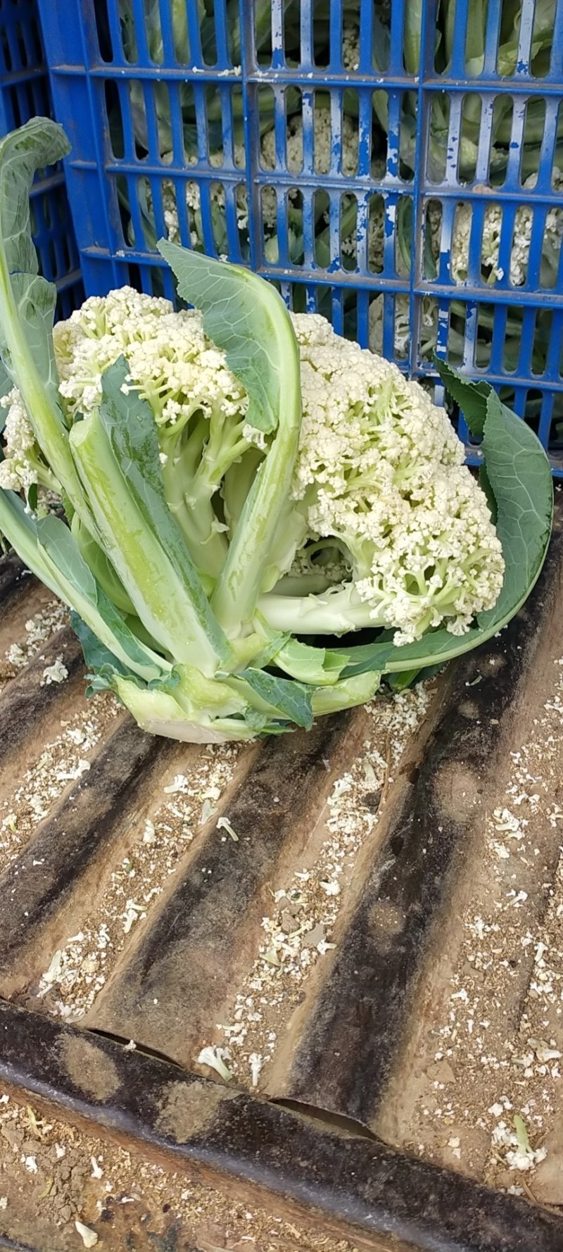 广东合作社现有大量松花上市三千亩基地直销欢迎采购