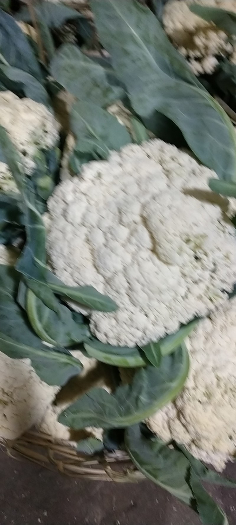广东合作社现有大量松花上市三千亩基地直销欢迎采购
