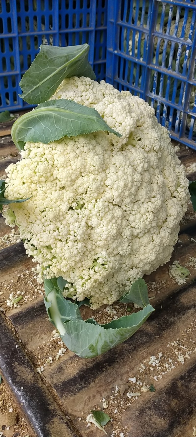 广东合作社现有大量松花上市三千亩基地直销欢迎采购