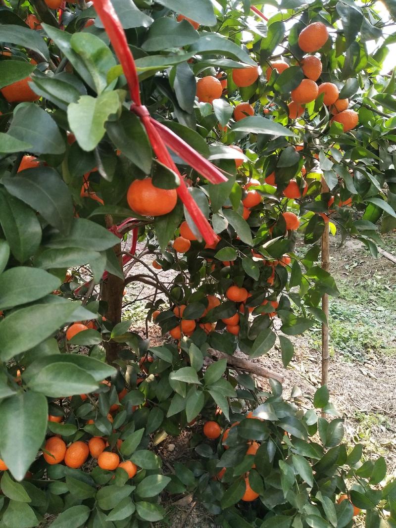 桂林正宗沙糖桔，红，细皮起沙好，