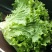 精品生菜，大量上市货源充足