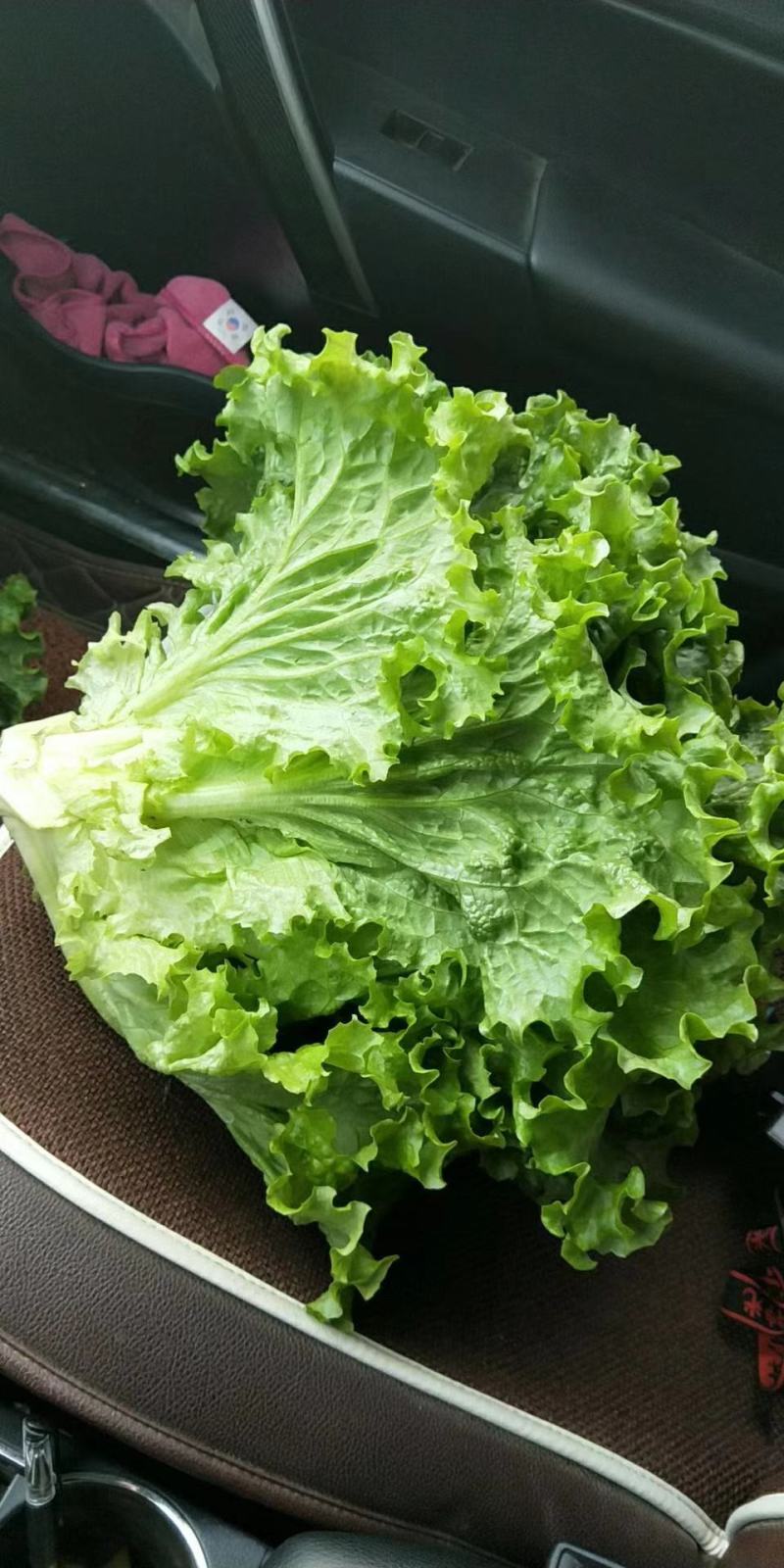 精品生菜，大量上市货源充足