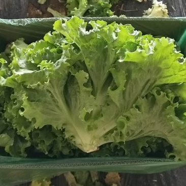 精品生菜，大量上市货源充足