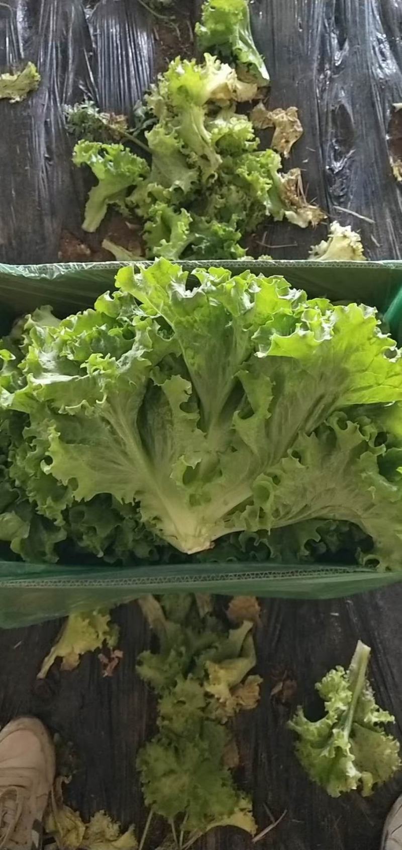 精品生菜，大量上市货源充足