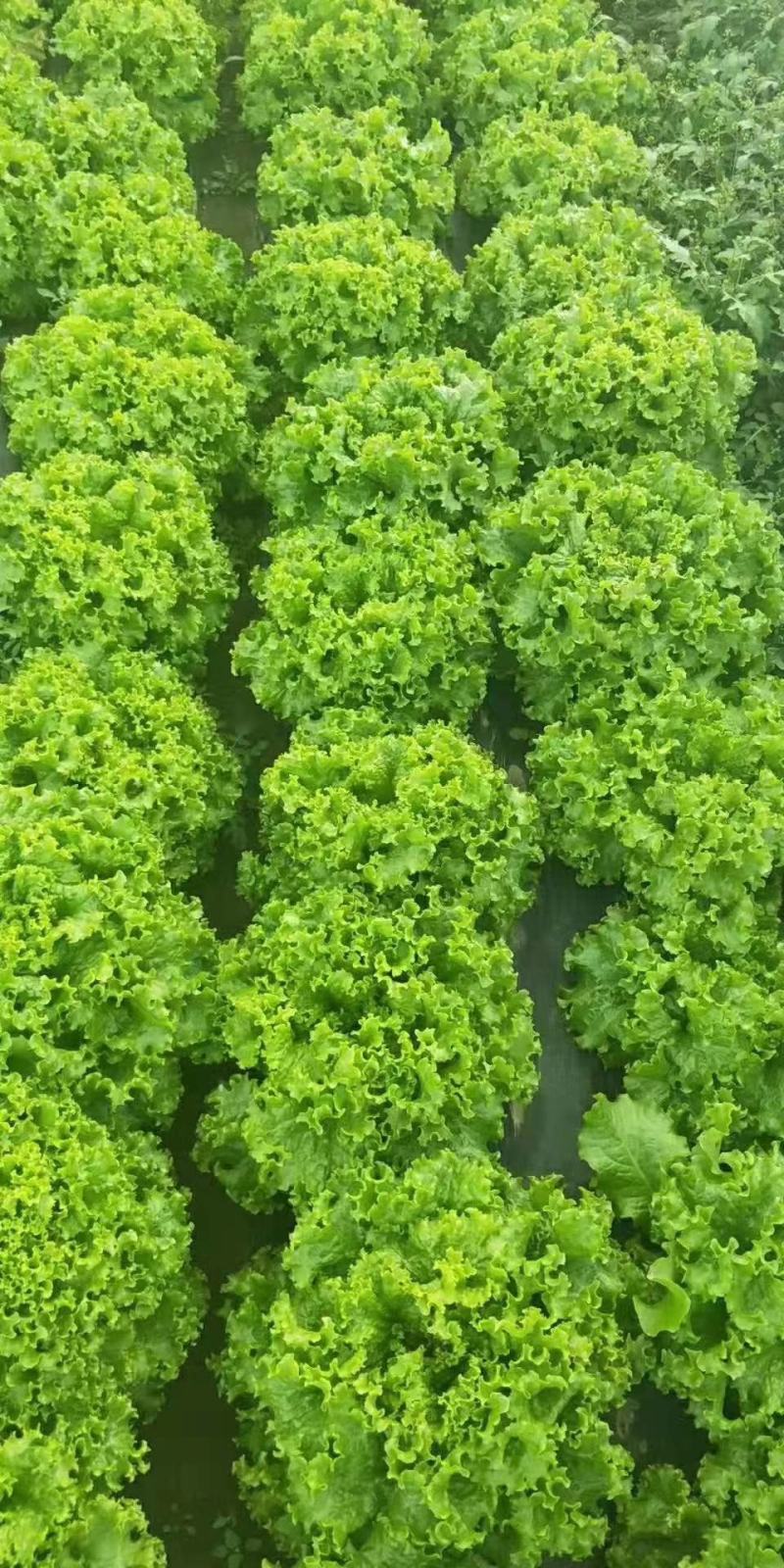 精品生菜，大量上市货源充足