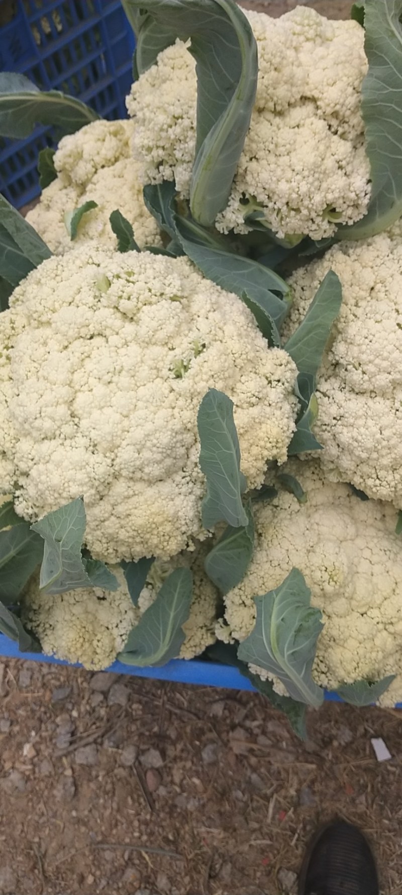广东合作社现有大量松花上市三千亩基地直销欢迎采购