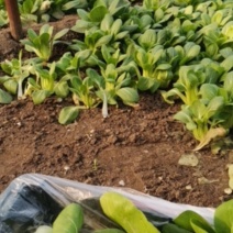上海青俗称小油菜大量上市