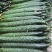 沂南精品黄瓜大量上市
