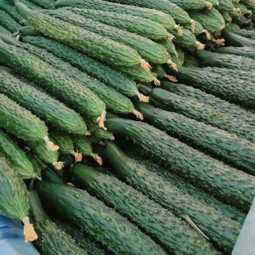 沂南精品黄瓜大量上市