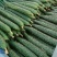 沂南精品黄瓜大量上市