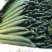 沂南精品黄瓜大量上市