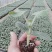 供应西瓜嫁苗，量大优惠，南宁崇左地区量大送货上门
