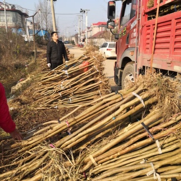 紫薇拆迁占地2-10公分可视频看货一亩田线上交易下单！