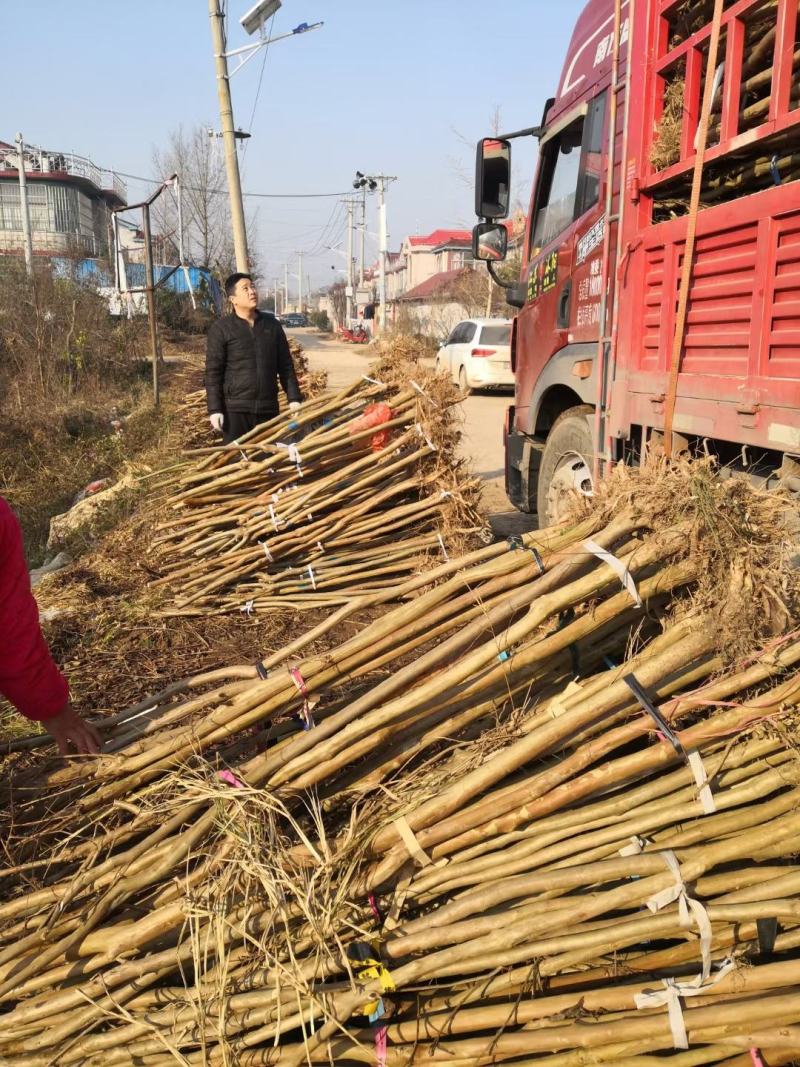 紫薇拆迁占地2-10公分可视频看货一亩田线上交易下单！