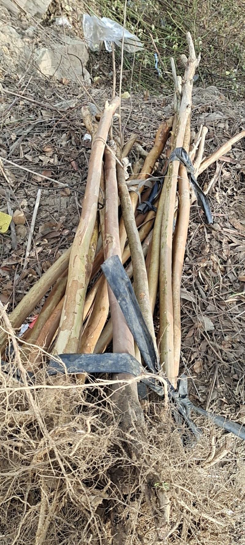 紫薇拆迁占地2-10公分可视频看货一亩田线上交易下单！