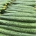 沂南精品黄瓜大量上市