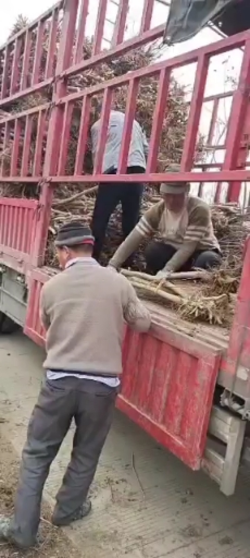 紫薇苗紫薇拆迁占地苗2-10公分可以视频看货选货！