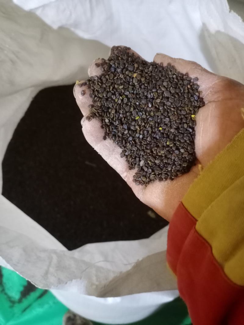 黄芪种子有要的联系我
