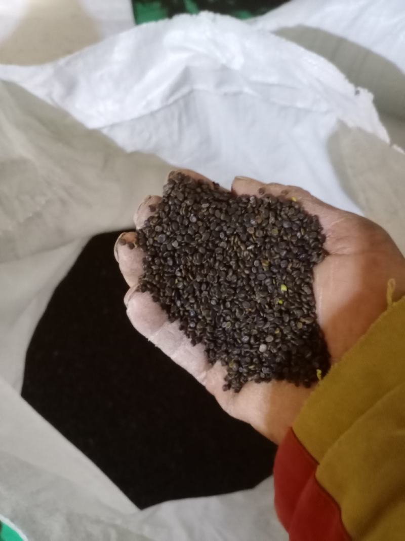 黄芪种子有要的联系我