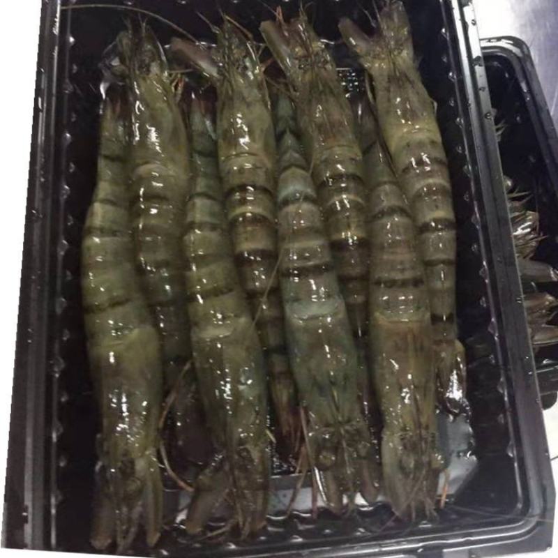 黑虎虾活冻黑虎虾肉质紧实鲜甜美味店长推荐