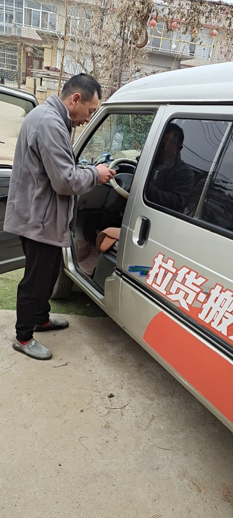 乌桕高80-100公分裸根包邮发货可视频看货选货！