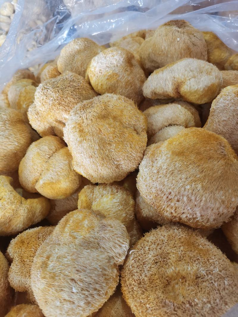 【优质】大个猴头菇大量批发全都是7公分以上欢迎选购