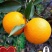 蜜香橙大量上市，纯甜无酸，个头均匀，皮毛细，颜色红，