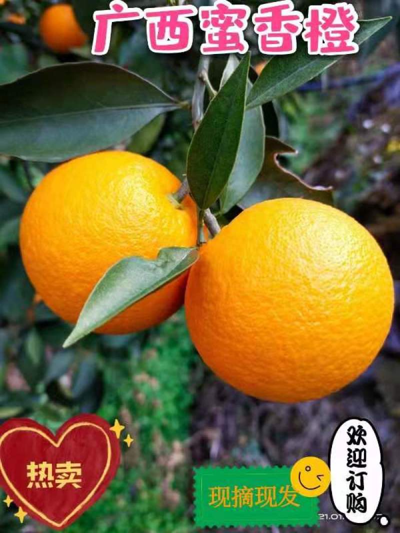 蜜香橙大量上市，纯甜无酸，个头均匀，皮毛细，颜色红，