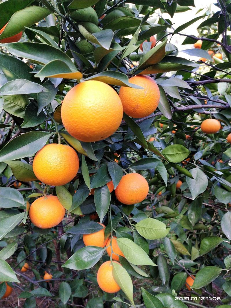 蜜香橙大量上市，纯甜无酸，个头均匀，皮毛细，颜色红，