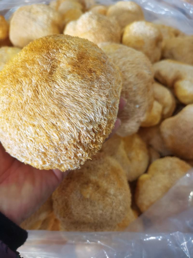 【优质】大个猴头菇大量批发全都是7公分以上欢迎选购