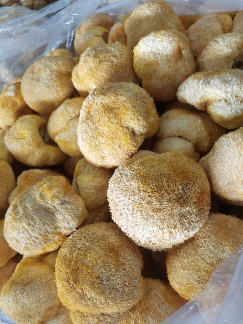 猴头菇大量批发欢迎新老客户选购量多从优，长期供应