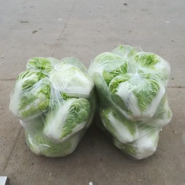 大白菜，新乡小包大白菜