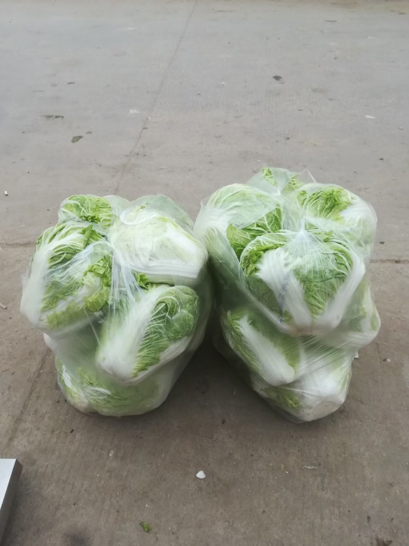大白菜，新乡小包大白菜