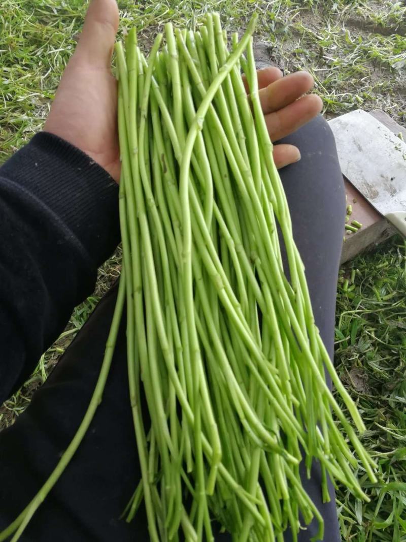 黎蒿芦蒿批发配送