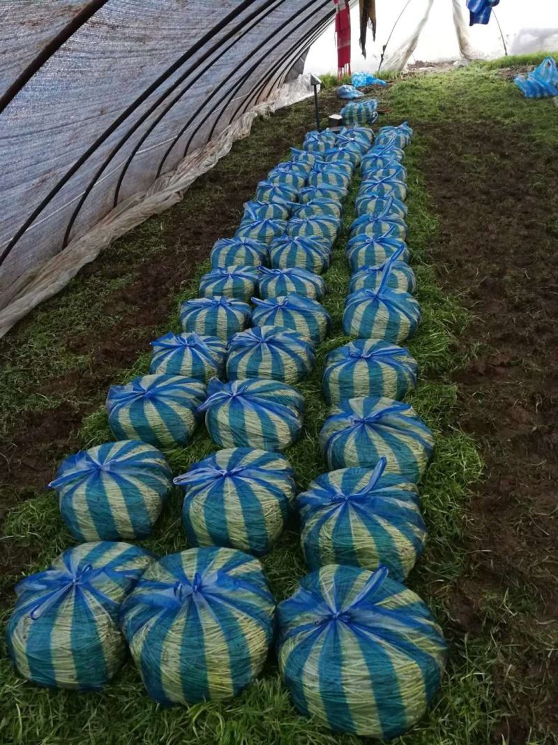 黎蒿芦蒿批发配送
