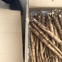 鲜北沙参(原产地自产自销！质量保证)保证鲜货！统货
