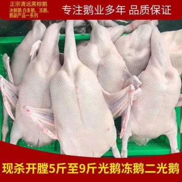 广东黑棕白条鹅基地直供口感鲜嫩量大从优欢迎选购
