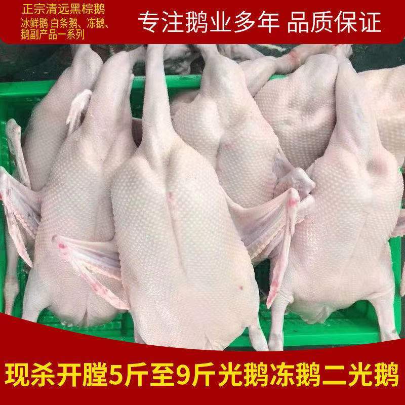 广东黑棕白条鹅基地直供口感鲜嫩量大从优欢迎选购