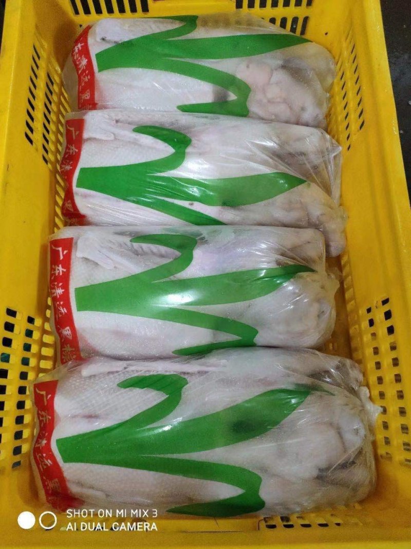 广东黑棕白条鹅基地直供口感鲜嫩量大从优欢迎选购