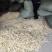 批发越南鱼胶淡水花胶鸡佛跳墙鱼胶罐头原材料巴沙鱼胶小金龙