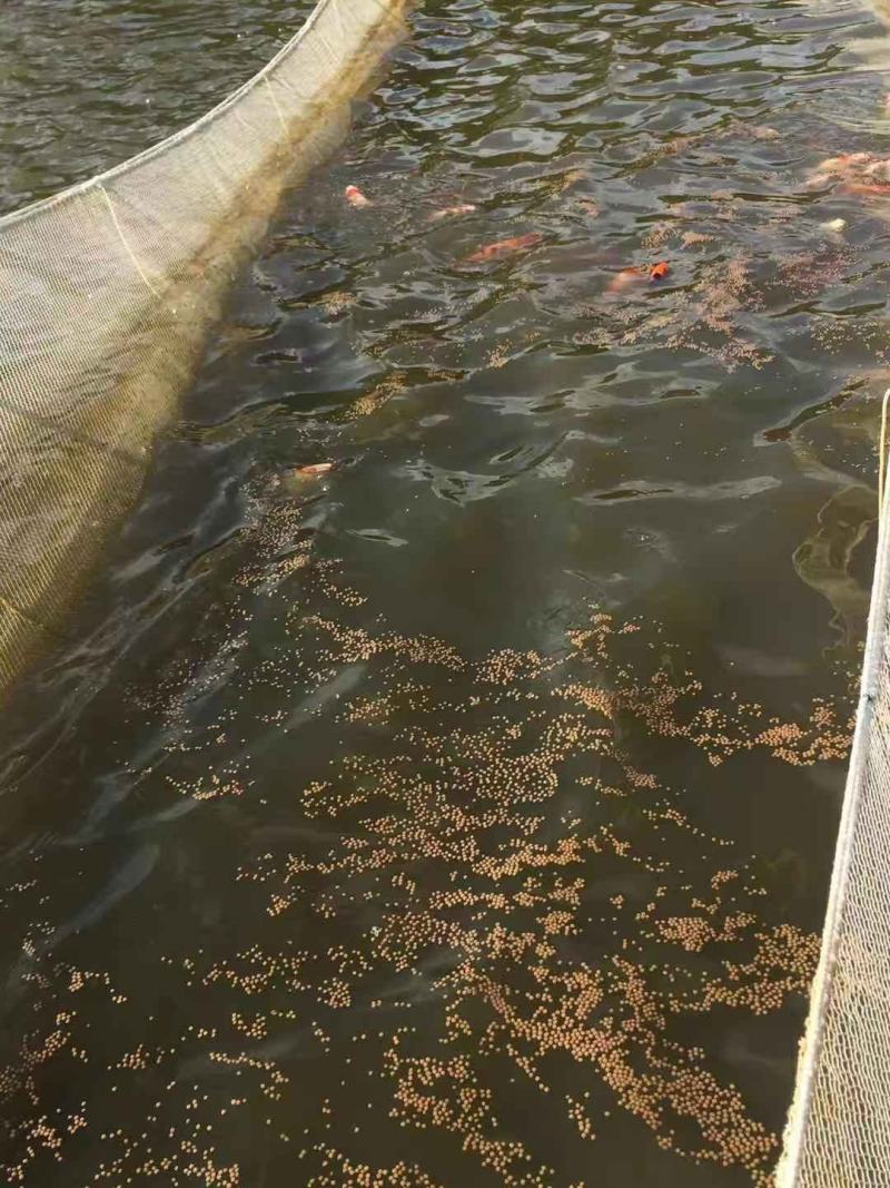 锦鲤鱼苗红鲤鱼苗花脊鱼苗质优价美，大量批发