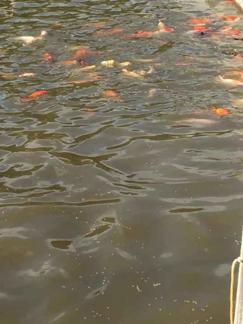 锦鲤鱼苗红鲤鱼苗花脊鱼苗质优价美，大量批发