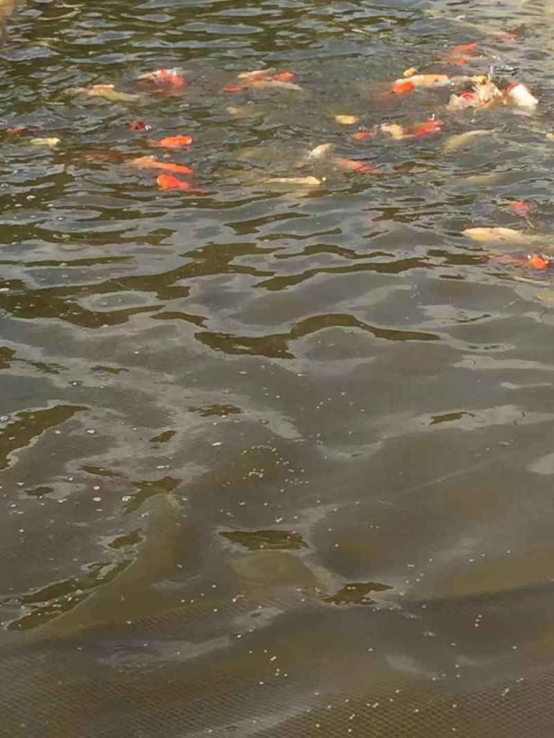 锦鲤鱼苗红鲤鱼苗花脊鱼苗质优价美，大量批发