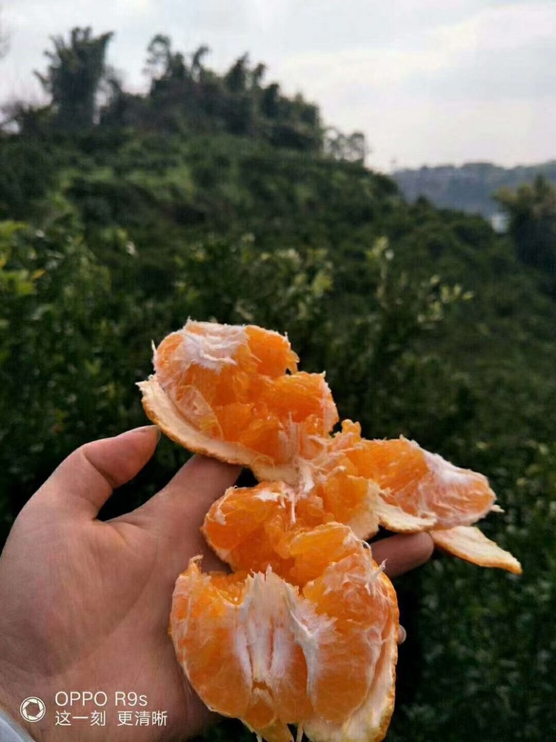 出售耙耙柑，包邮，除偏远地区