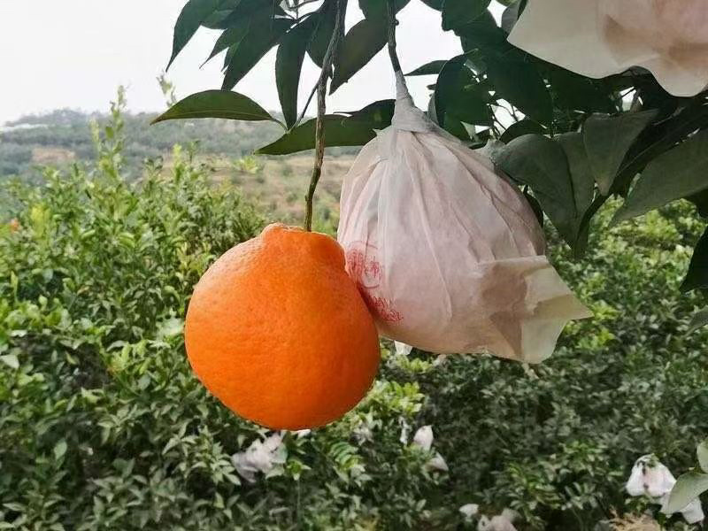 出售耙耙柑，包邮，除偏远地区