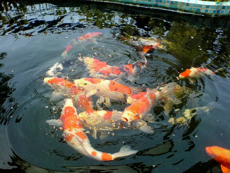 锦鲤鱼苗红鲤鱼苗花脊鱼苗质优价美，大量批发