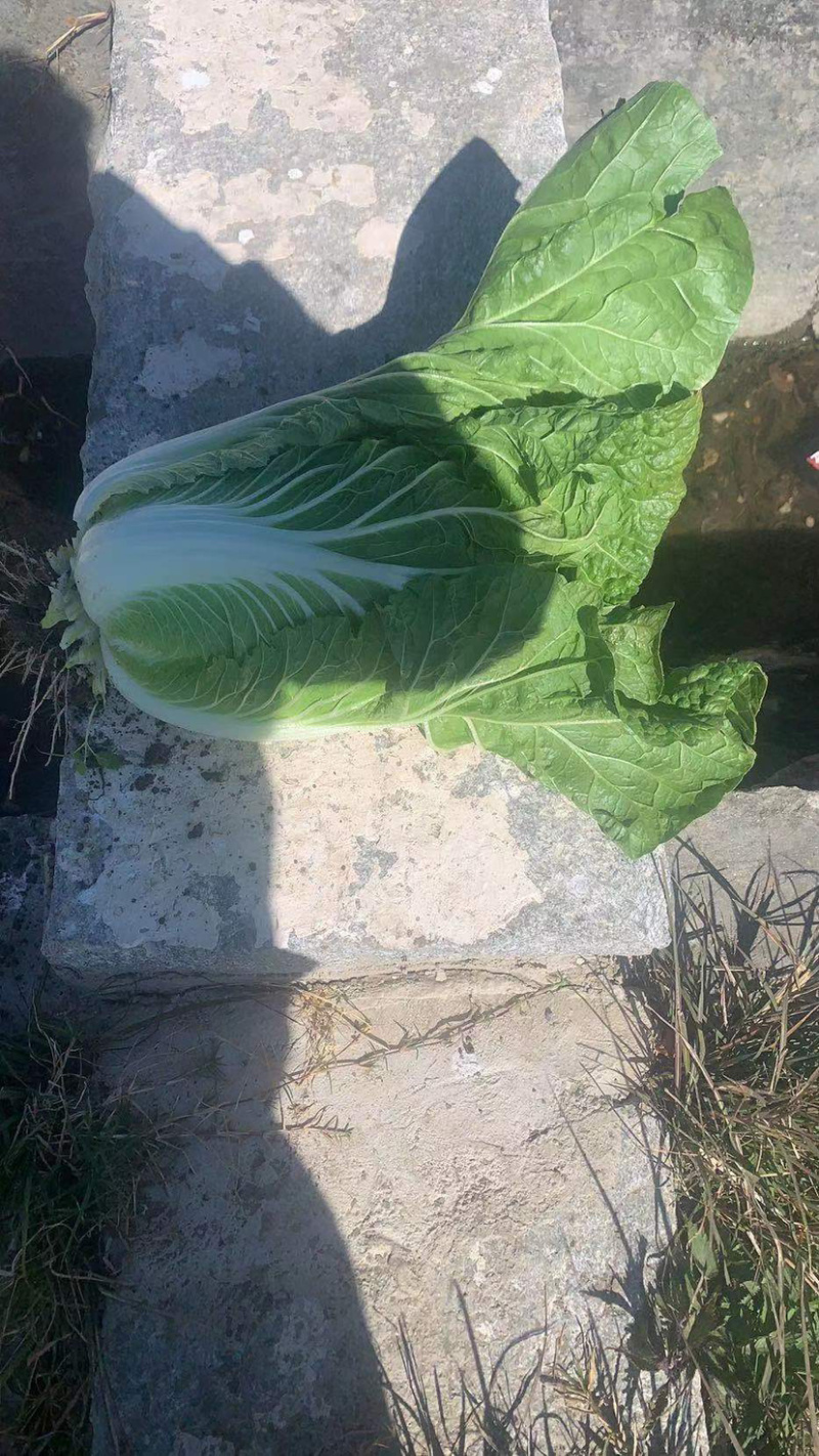 白菜精品无烧心无黄叶
